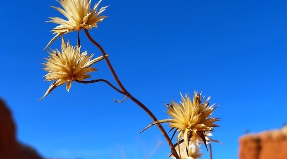 Desert flower blossom