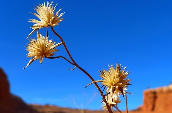 Desert flower blossom